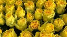 Крымские розы