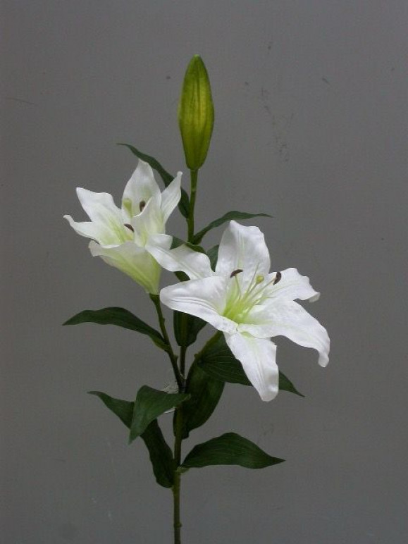 Ветка ароматной лилии